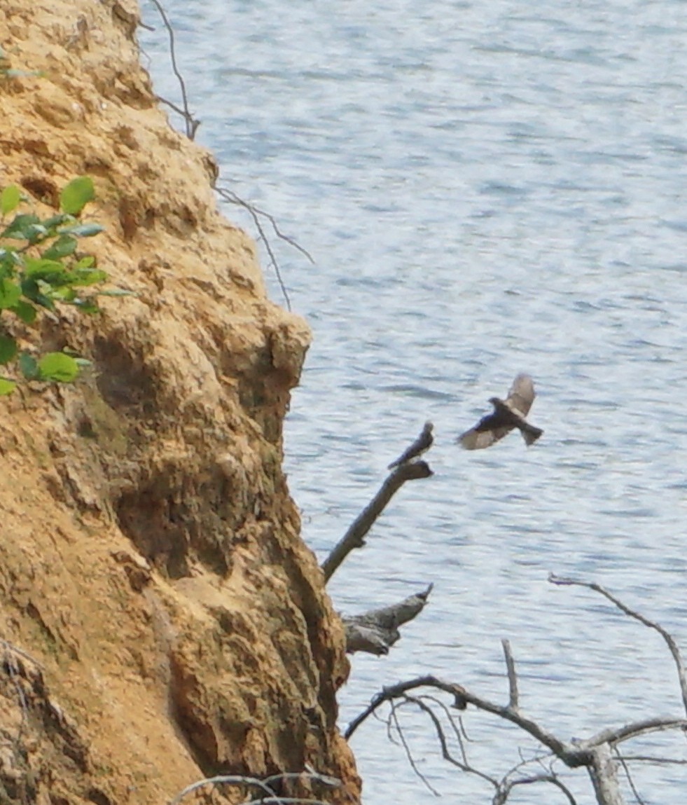 Northern Rough-winged Swallow - ML453791071