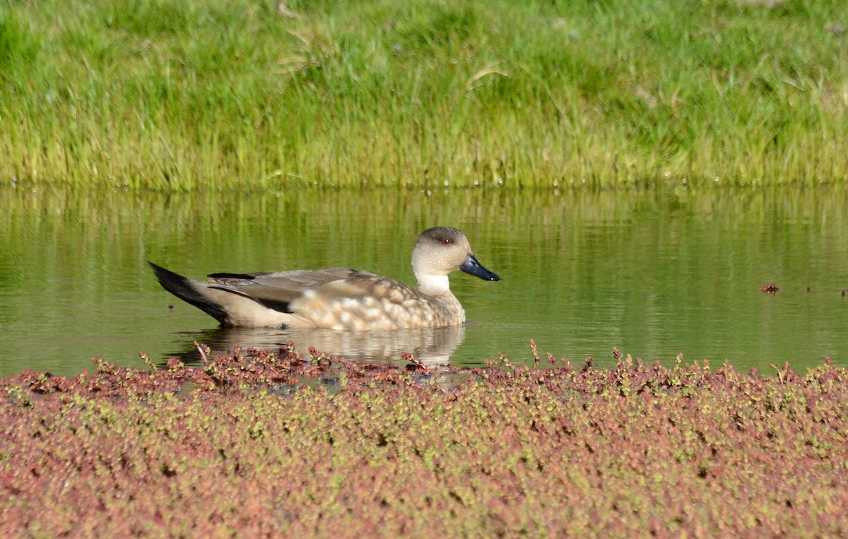 Crested Duck - ML45379471