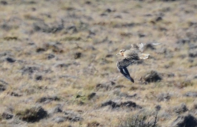 Tawny-throated Dotterel undergoing Definitive Prebasic Molt.&nbsp; - Tawny-throated Dotterel - 