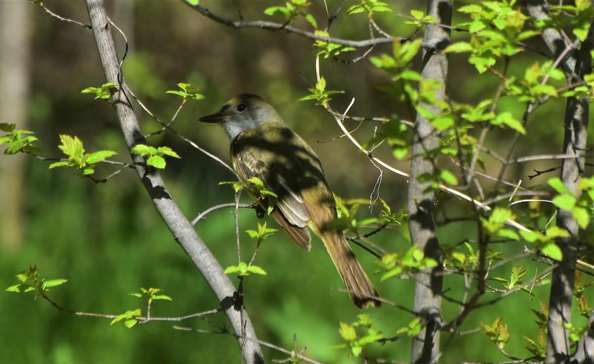 Great Crested Flycatcher - ML453802521