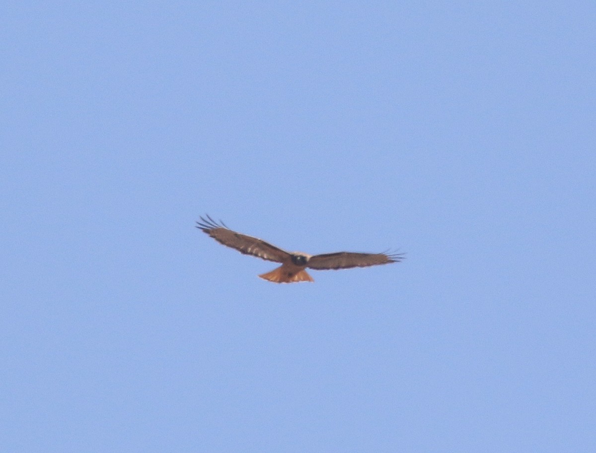 Red-tailed Hawk (socorroensis) - ML453804441