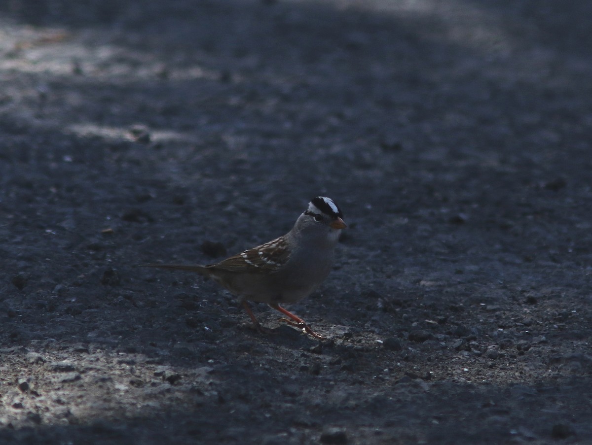 White-crowned Sparrow - ML453805081