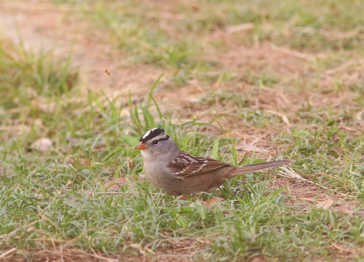 White-crowned Sparrow - ML453805131