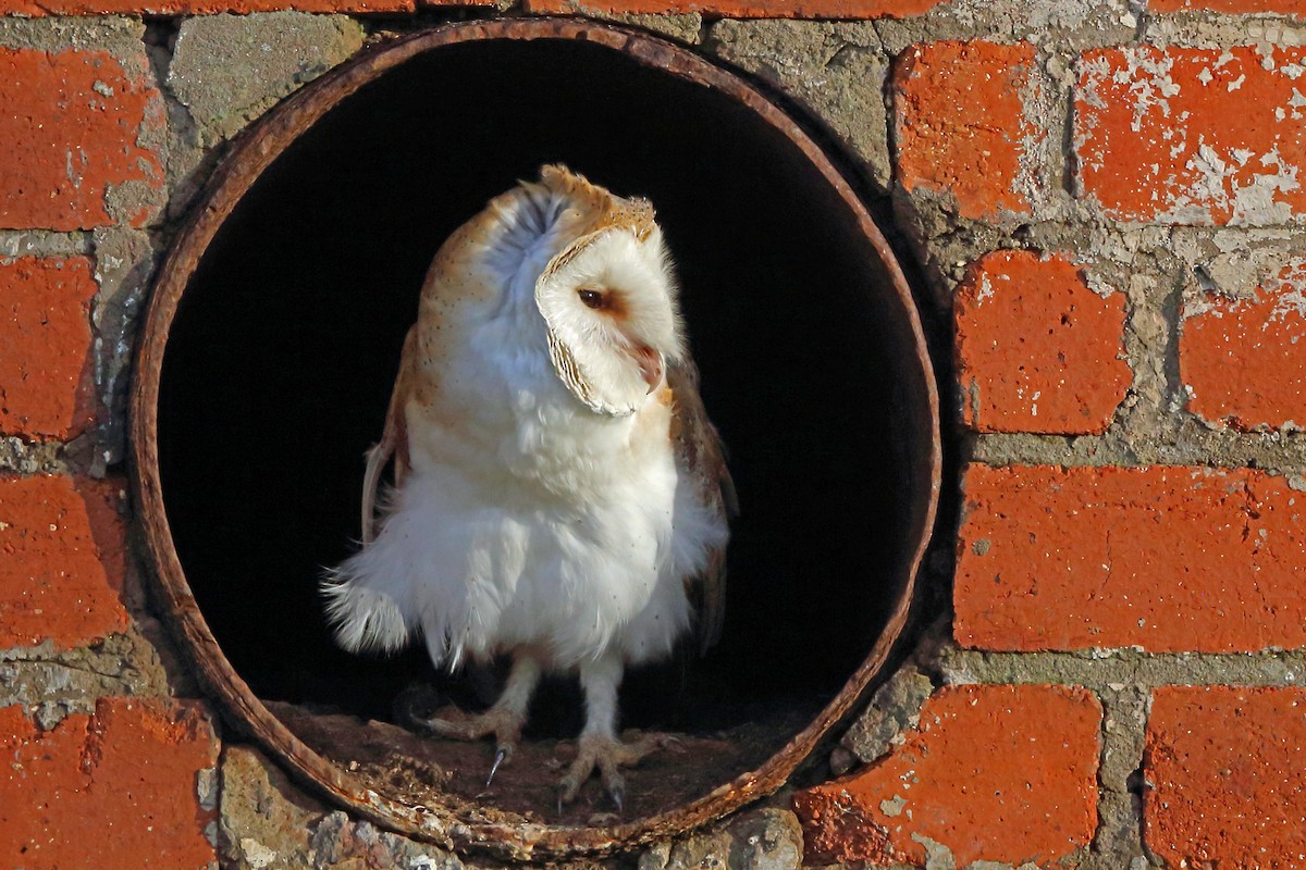Barn Owl - Nigel Voaden