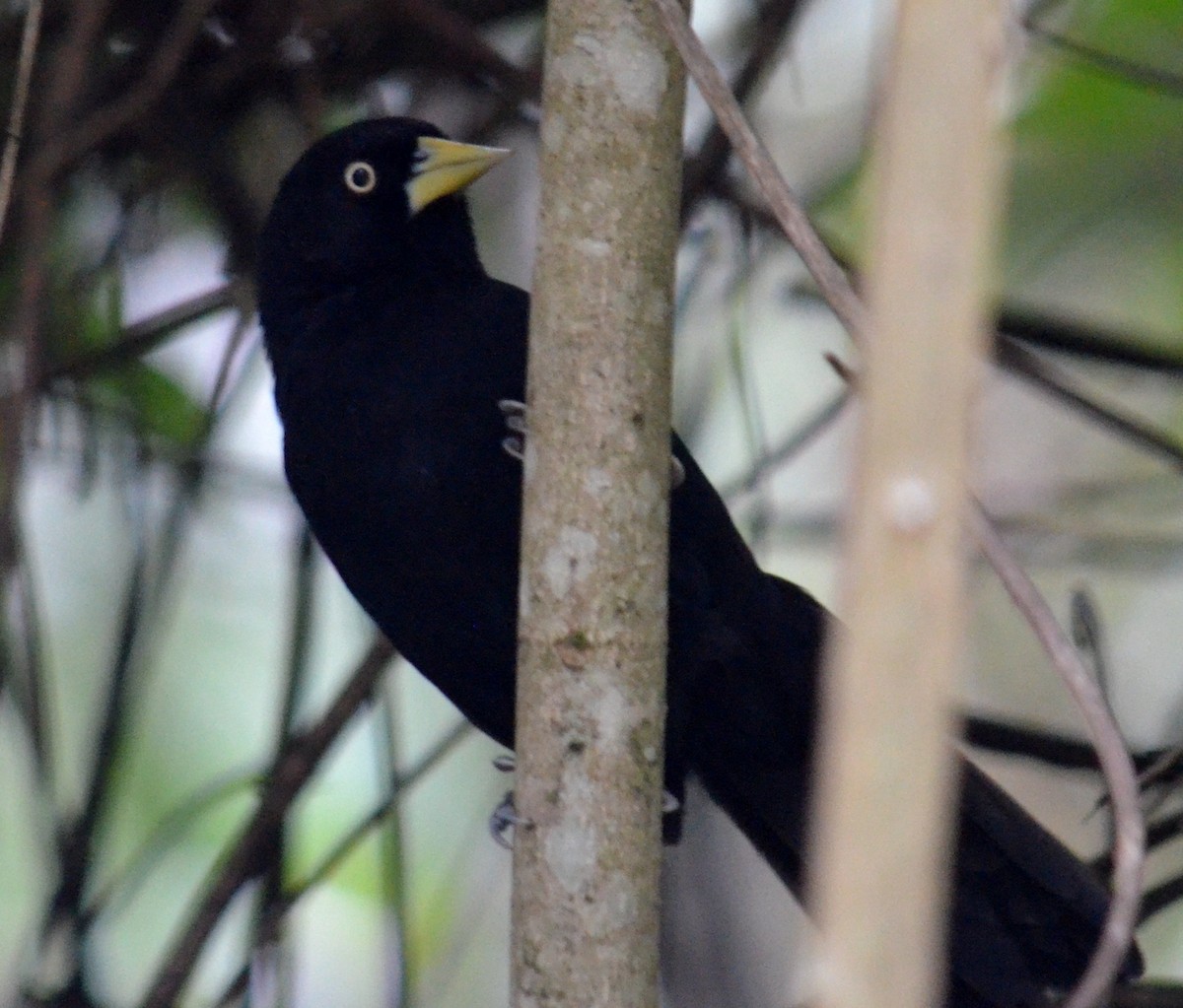 Yellow-billed Cacique - ML453816441
