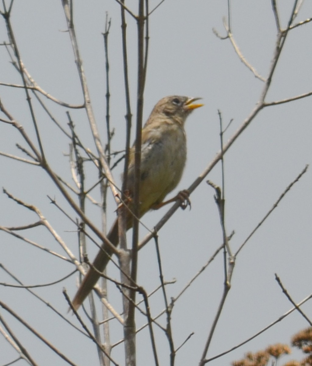 Wedge-tailed Grass-Finch - ML453817831