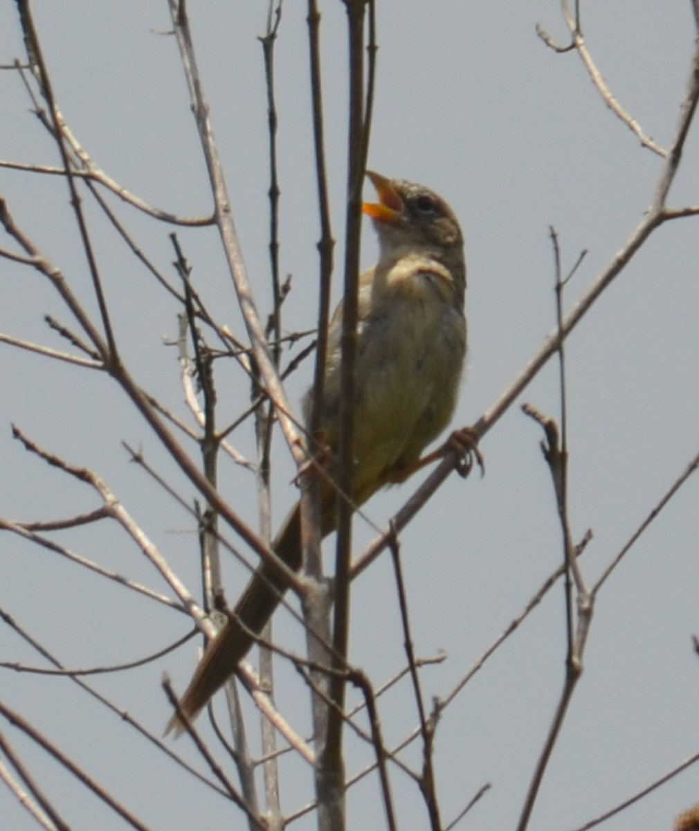 Wedge-tailed Grass-Finch - ML453817901