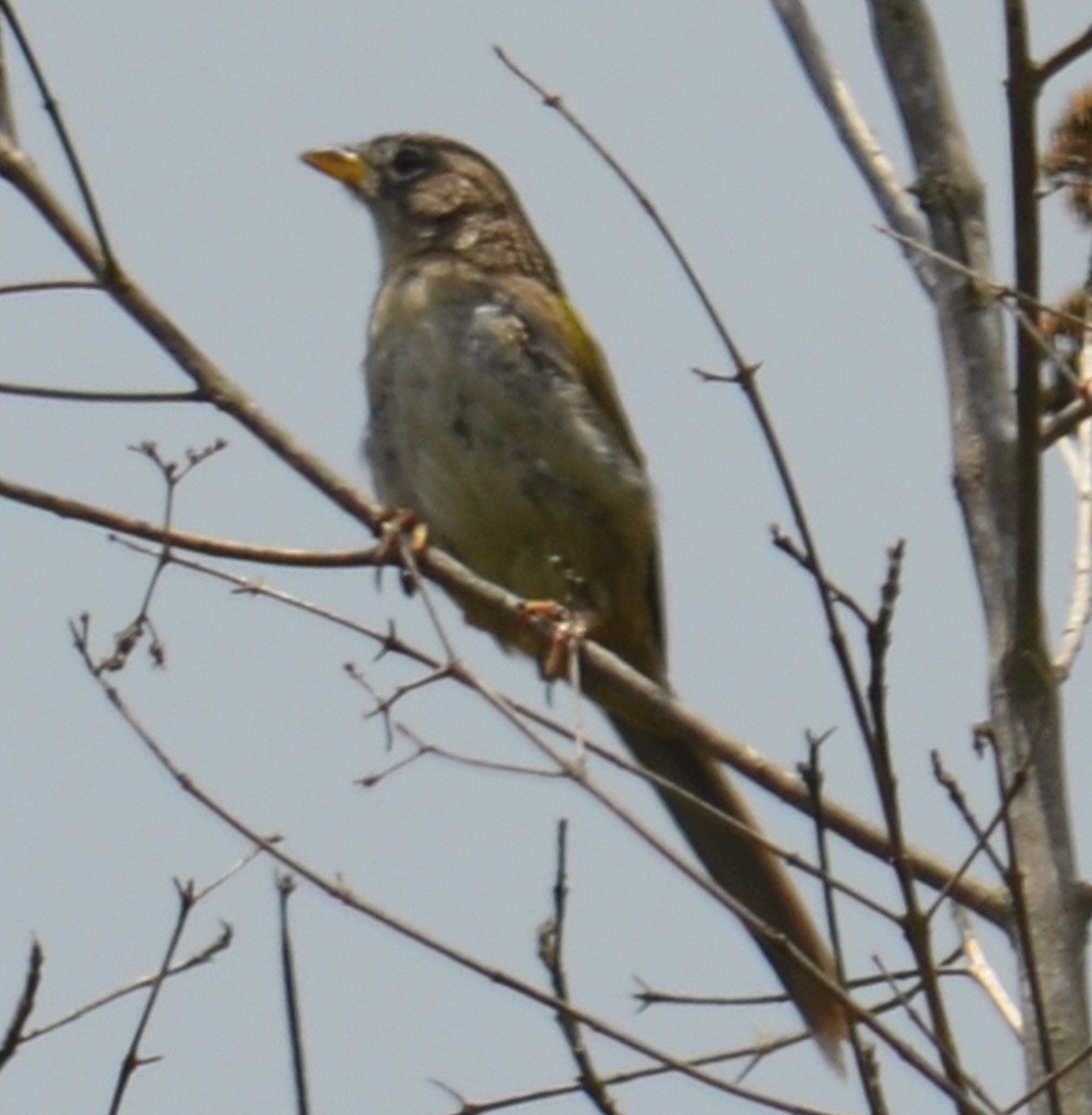 Wedge-tailed Grass-Finch - ML453817921
