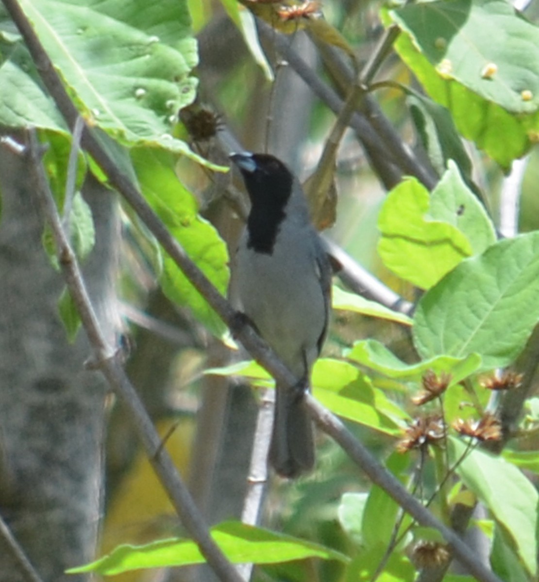 Black-faced Tanager - ML453818841