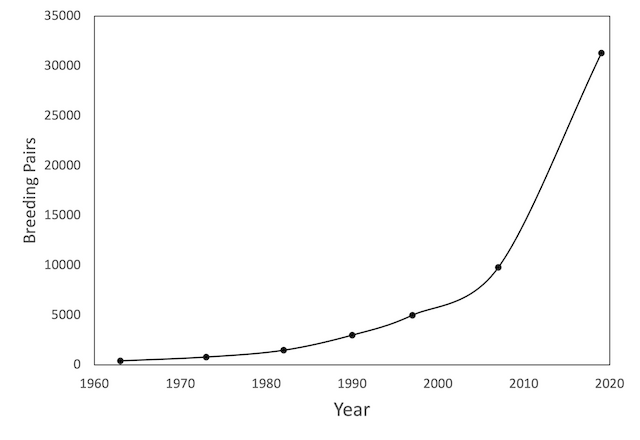 Figure 4. Size of U. S. Bald Eagle breeding populations in the lower 48 states, 1963-2019. - Bald Eagle - 