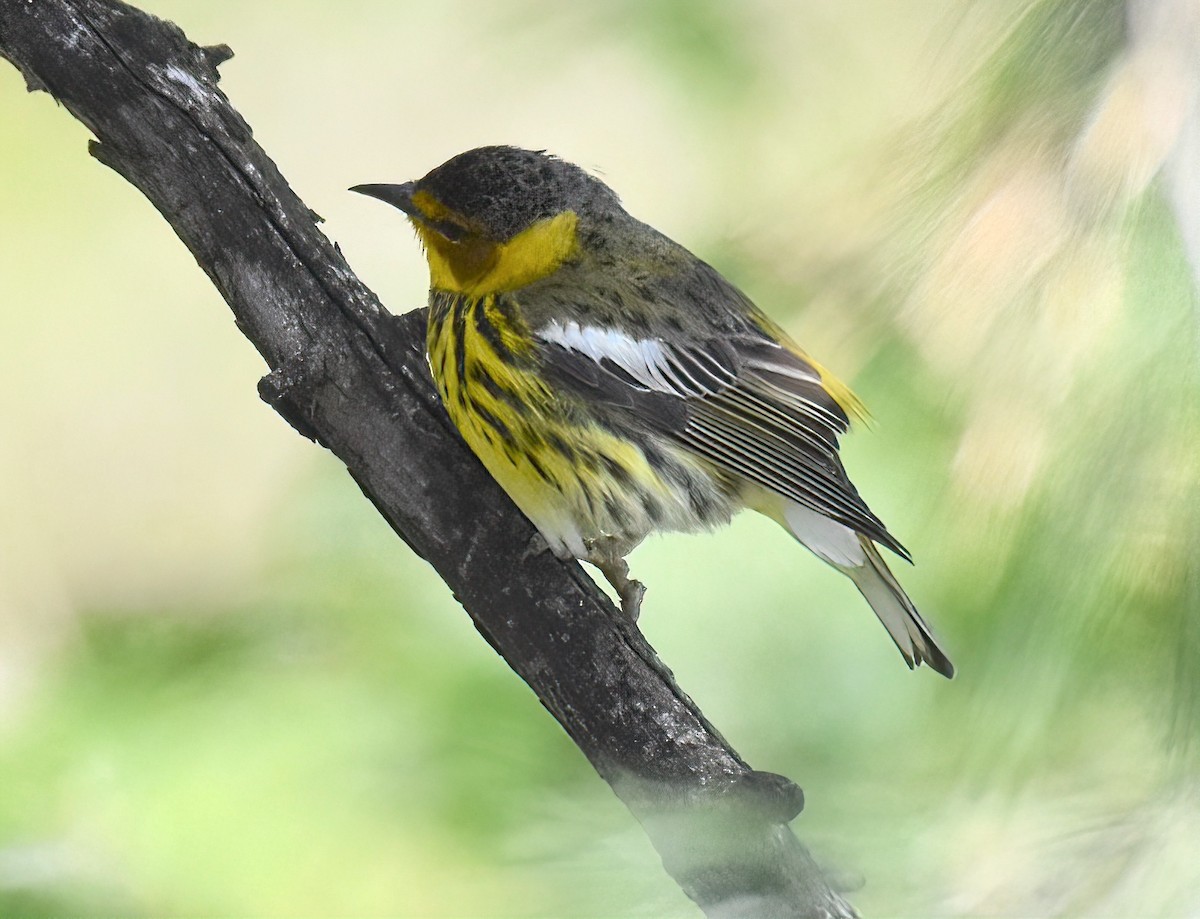 Cape May Warbler - ML453821891