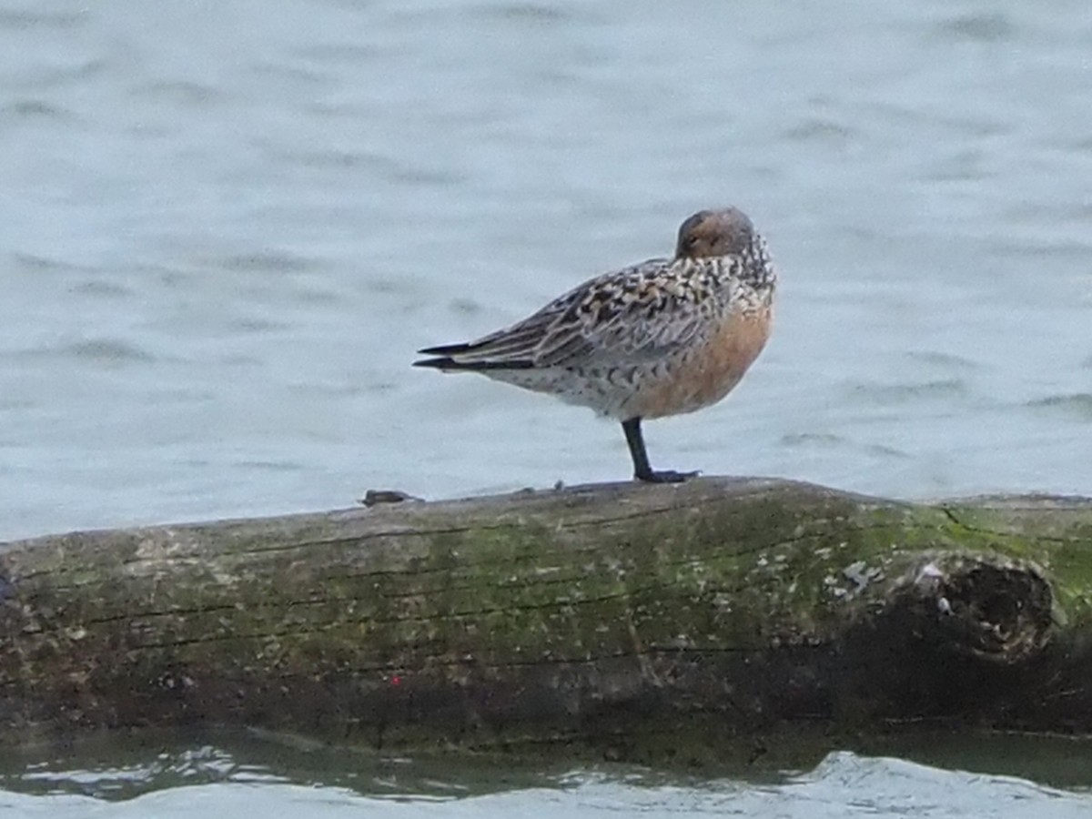 Red Knot - ML453822661