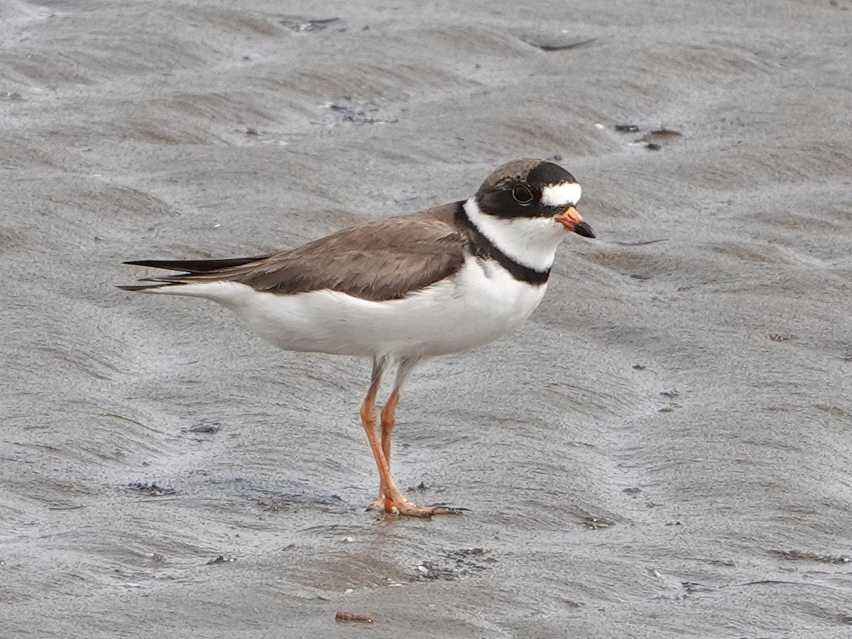 Semipalmated Plover - ML453822671