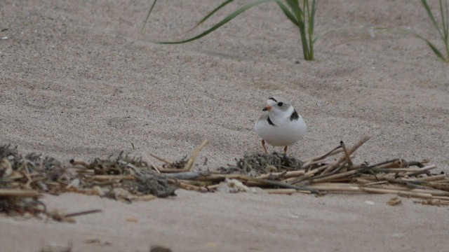 Piping Plover - ML453824101