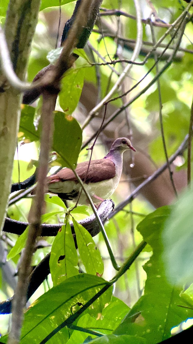 Violaceous Quail-Dove - Mandy Talpas -Hawaii Bird Tours