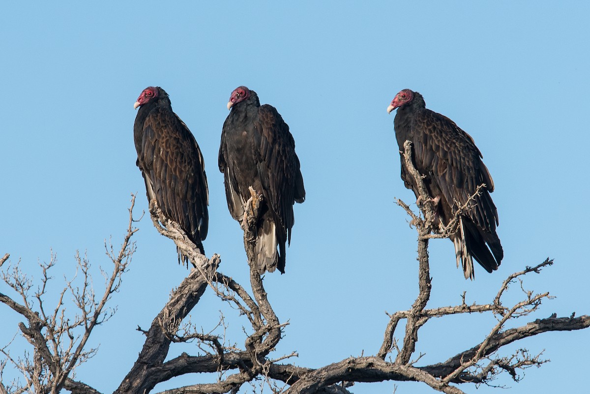 Turkey Vulture - Graham Gerdeman