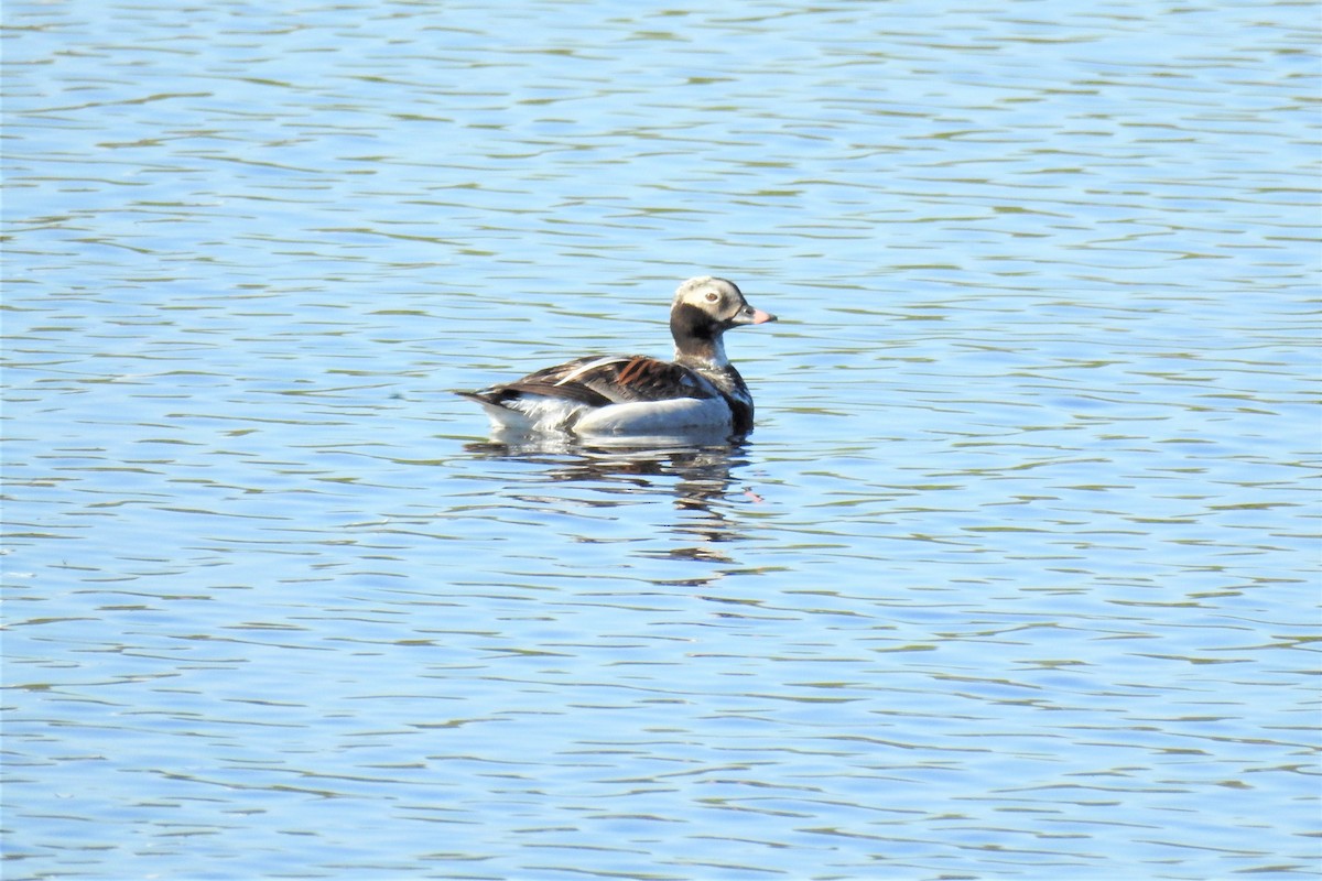 Long-tailed Duck - ML453835441
