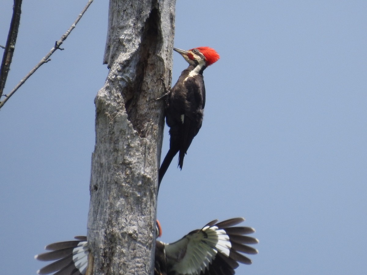 Pileated Woodpecker - ML453838331