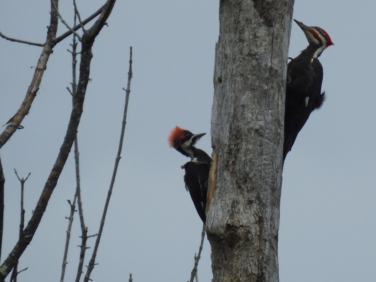Pileated Woodpecker - ML453838351
