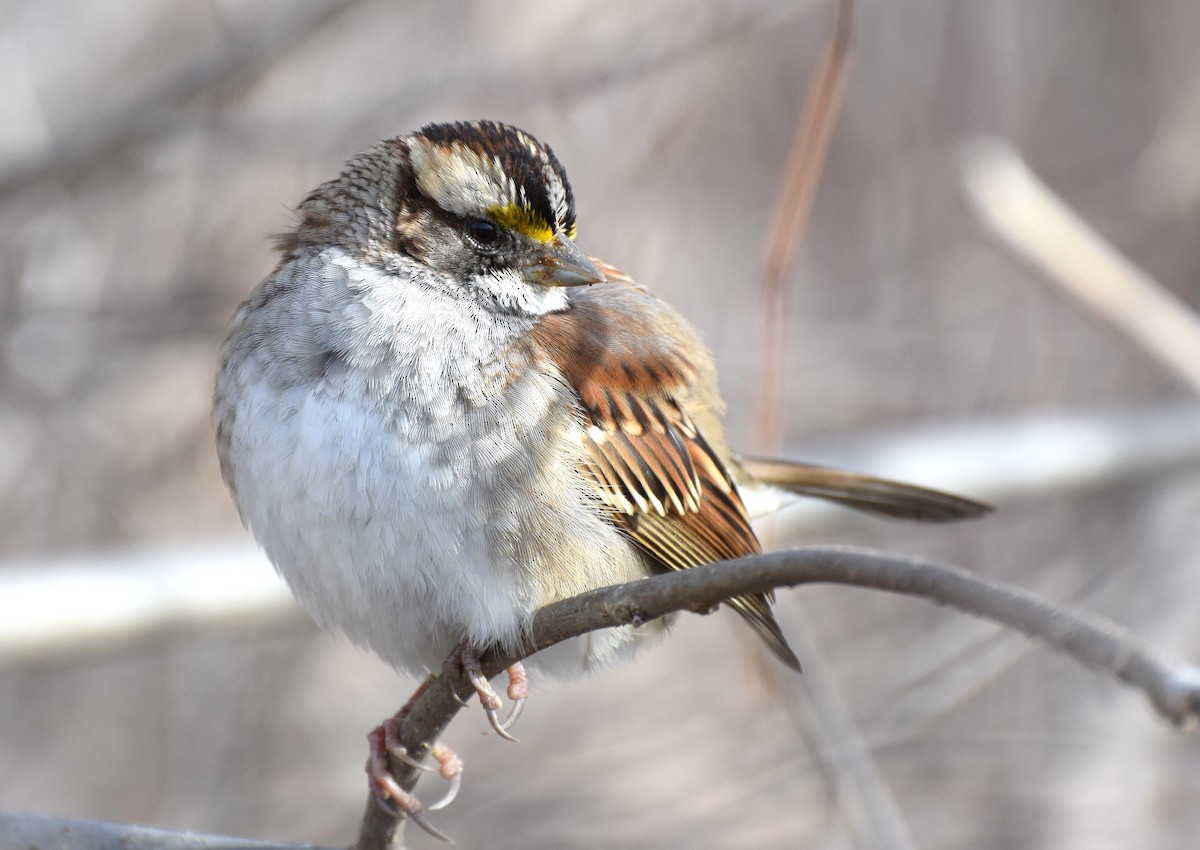 White-throated Sparrow - irina shulgina