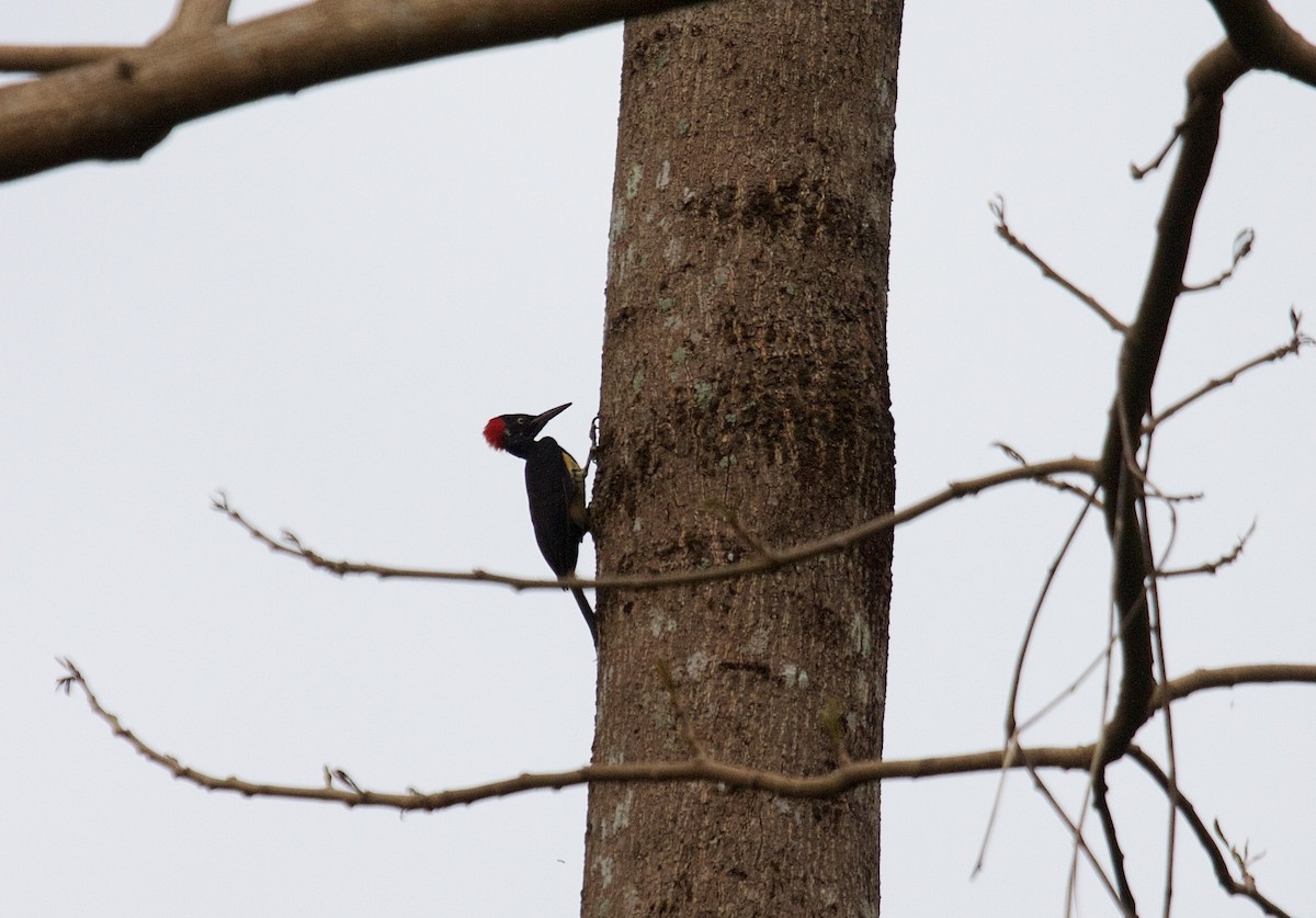 White-bellied Woodpecker - Matt Brady