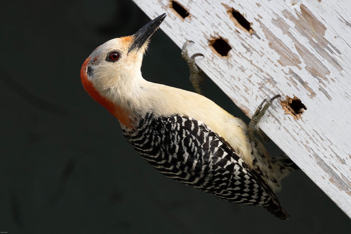 Red-bellied Woodpecker - John Hannan
