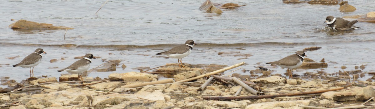 Semipalmated Plover - Andrew Wolfgang