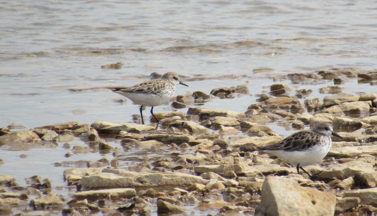 Semipalmated Sandpiper - Andrew Wolfgang