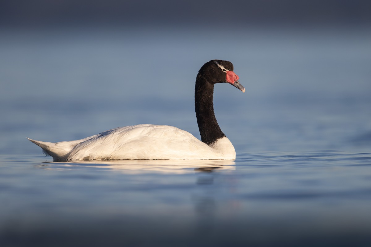 Black-necked Swan - Dorian Anderson