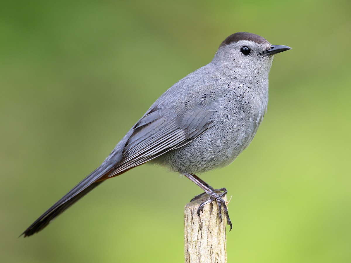Gray Catbird - eBird