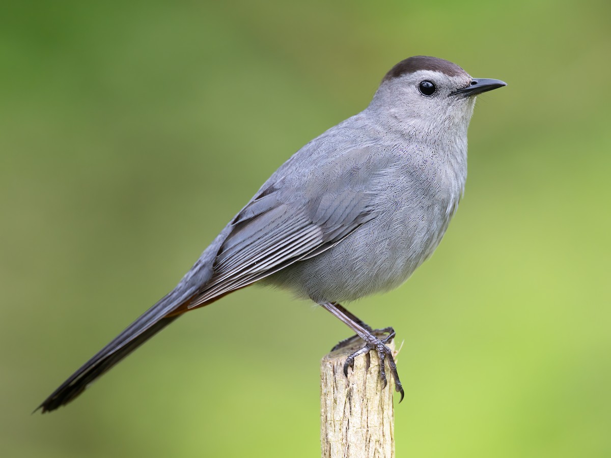 Gray Catbird - Dumetella carolinensis - Birds of the World