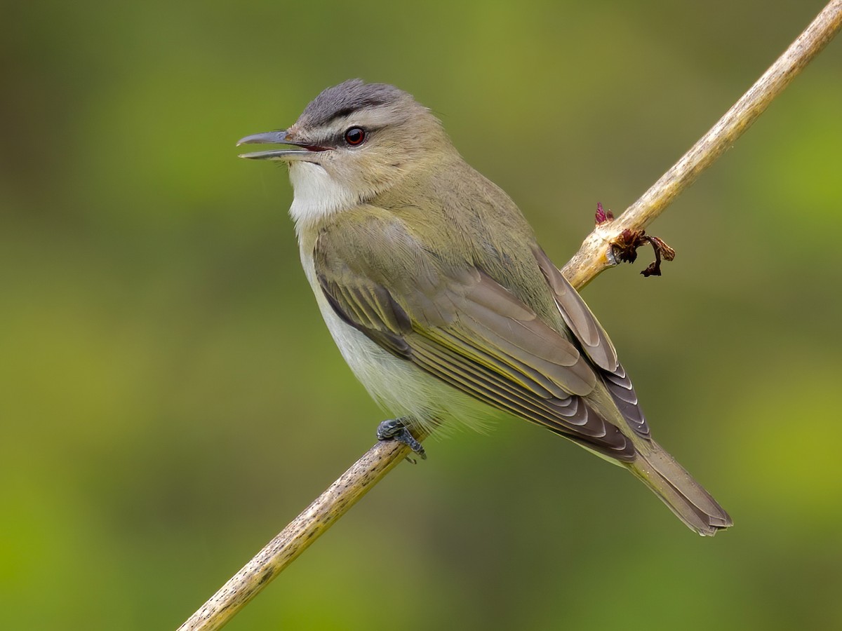 Red-eyed Vireo - Vireo olivaceus - Birds of the World