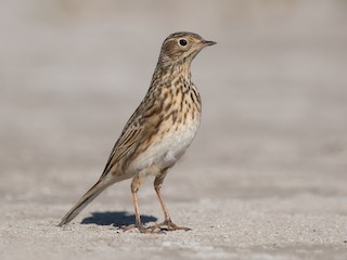  - Short-billed Pipit