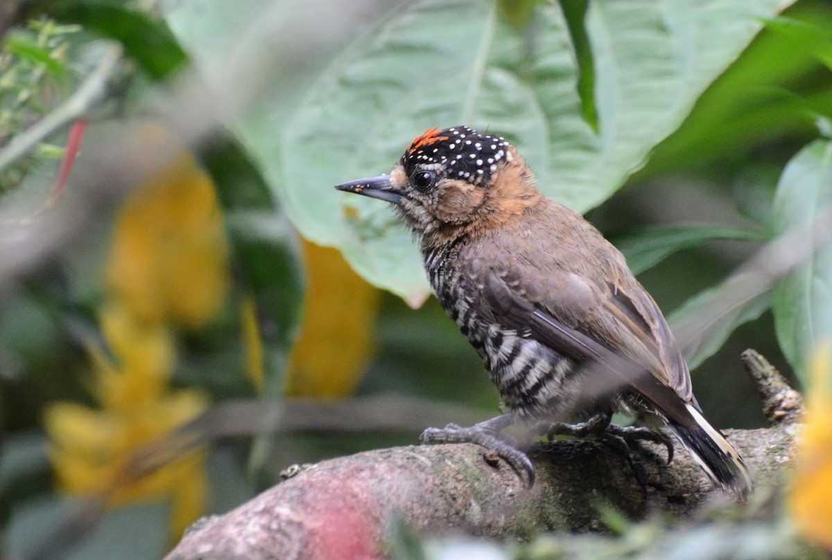 Ochre-collared Piculet - ML45387051