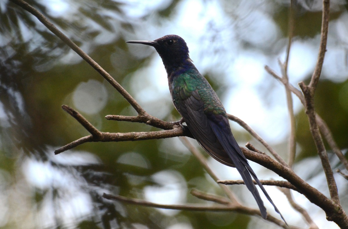 Swallow-tailed Hummingbird - ML45387121
