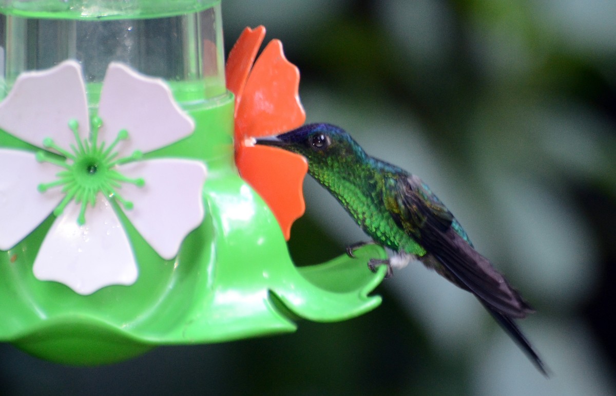 kolibřík fialovotemenný - ML45387501