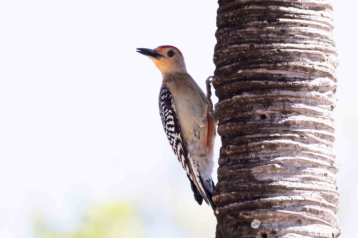 Red-bellied Woodpecker - Linda Rudolph