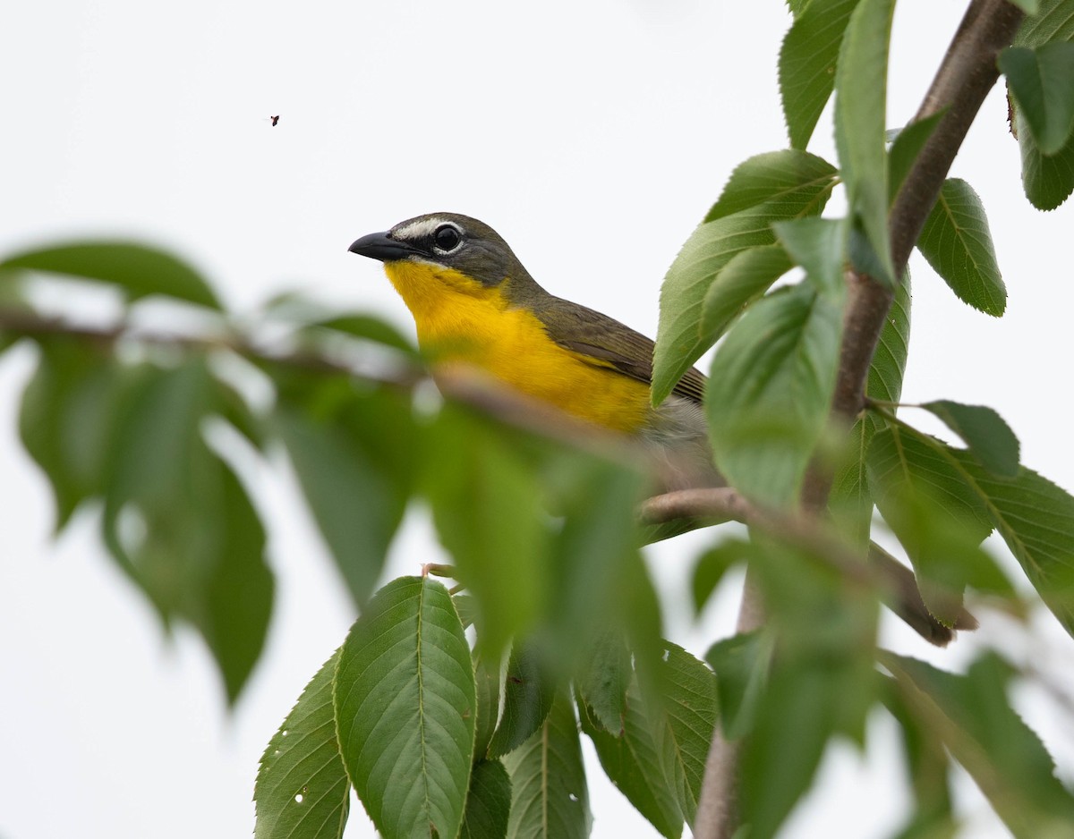 Yellow-breasted Chat - ML453880111