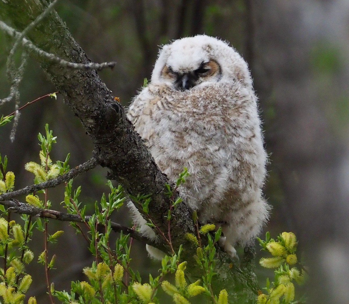 Great Horned Owl - ML453880481