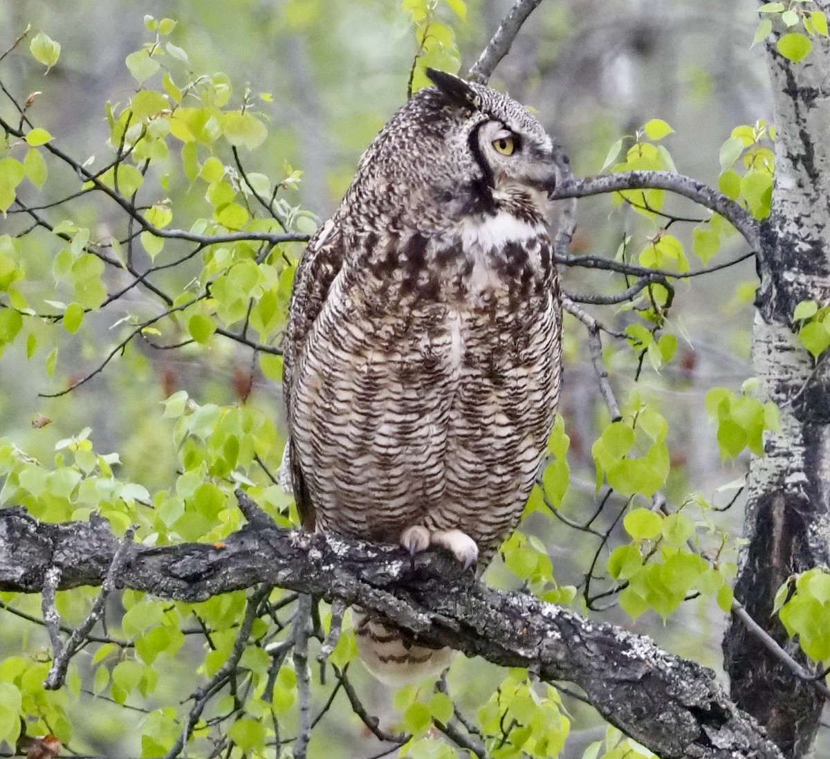 Great Horned Owl - ML453881531