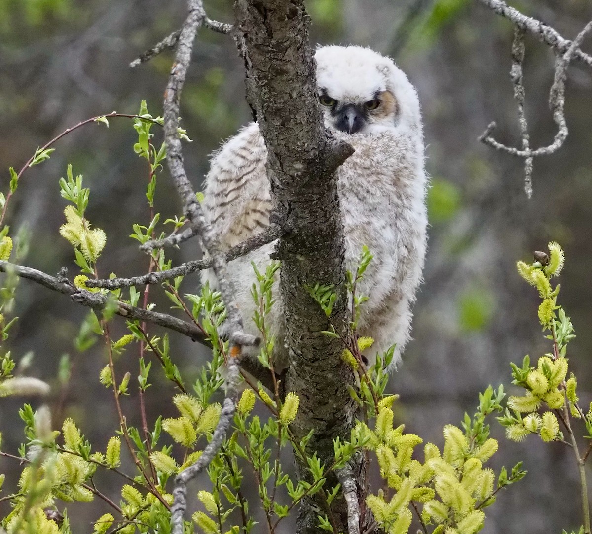 Great Horned Owl - ML453881681