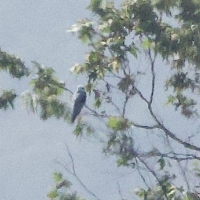 White-tailed Kite - ML453883961