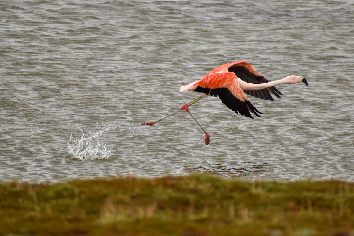 Chilean Flamingo - Ezequiel Racker
