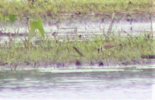 Semipalmated Plover - ML453889241