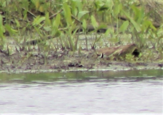Semipalmated Plover - ML453889531