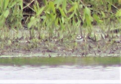 Semipalmated Plover - ML453889561