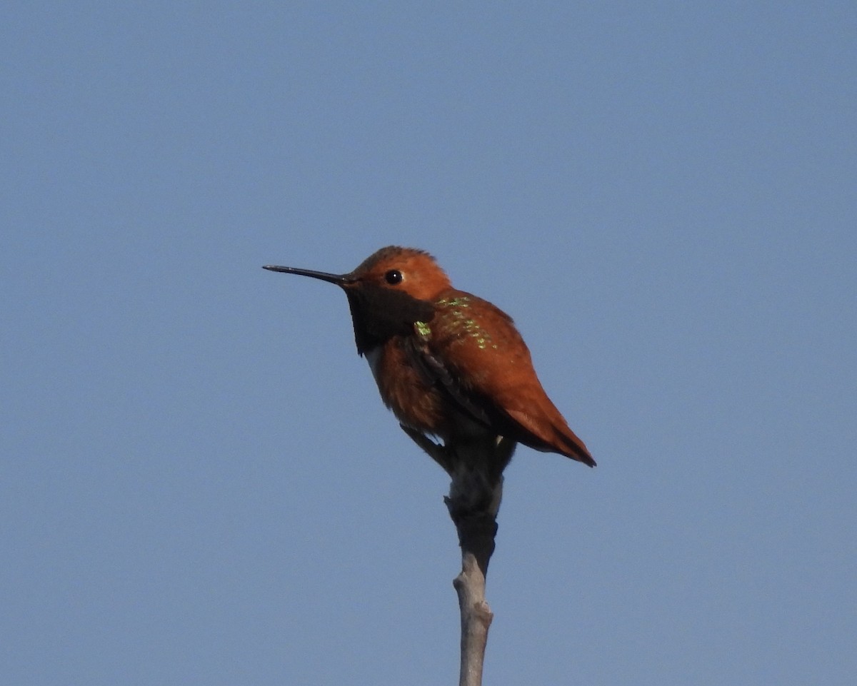 Rufous Hummingbird - ML453892161