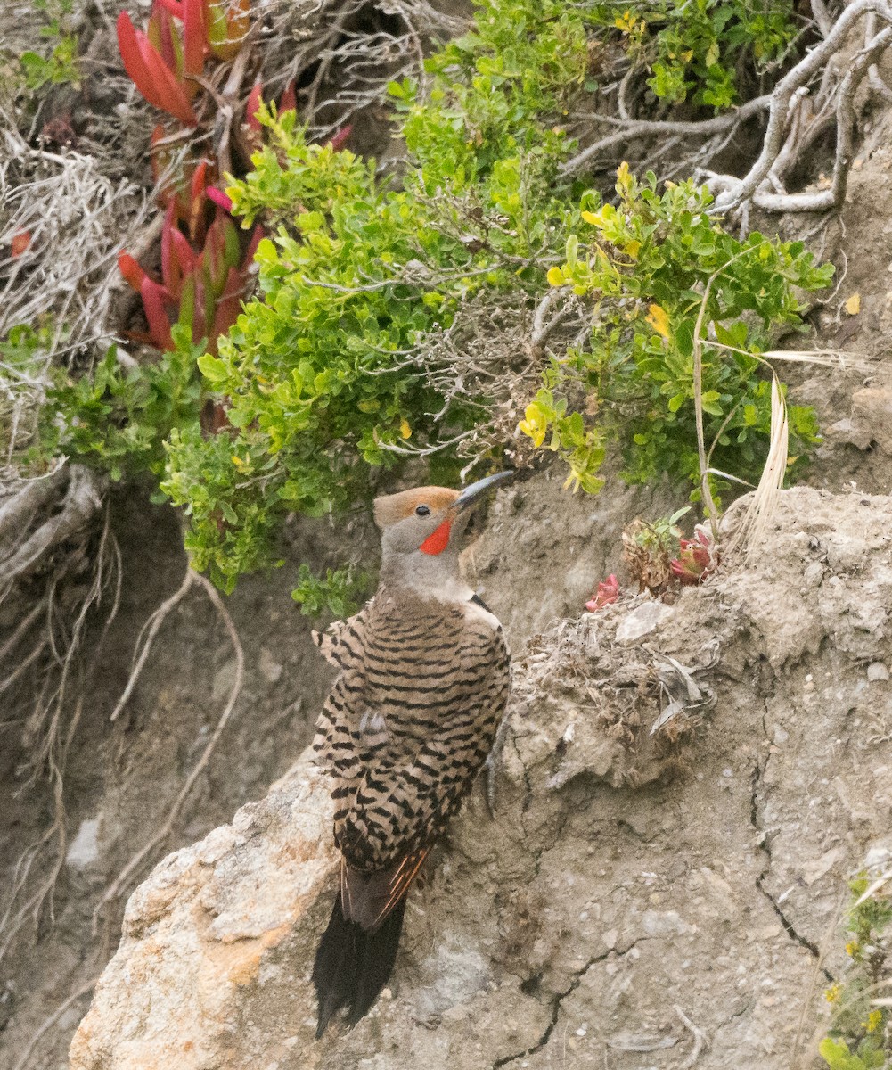 Northern Flicker (Red-shafted) - Mark Rauzon