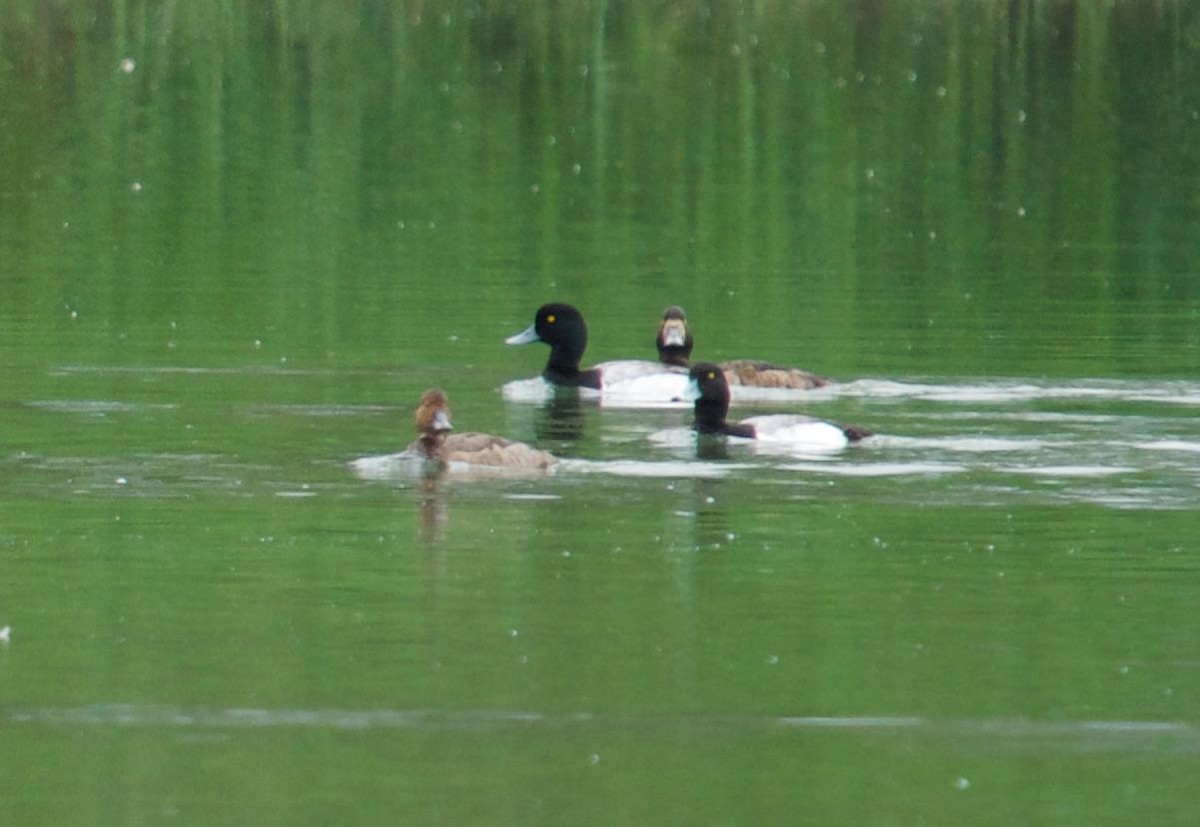 Greater Scaup - ML453894431