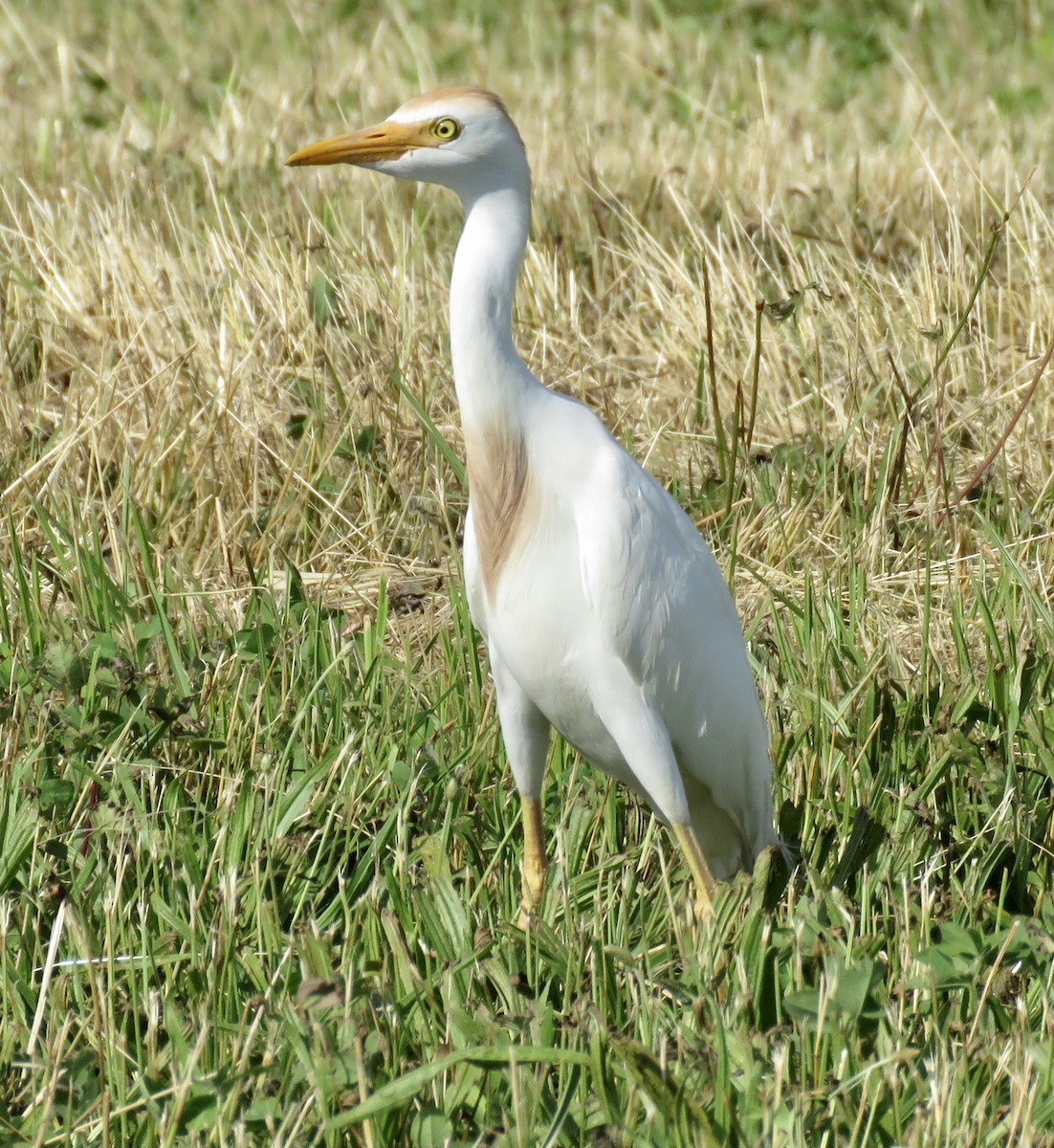 Western Cattle Egret - Don Witter